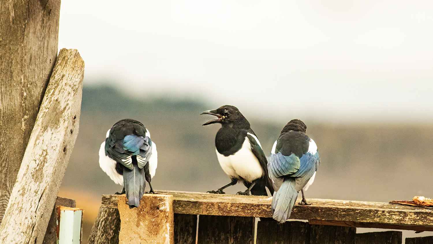 Eurasian Magpie
